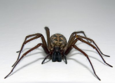 Spider.jpg