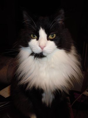 My cat, Ping.