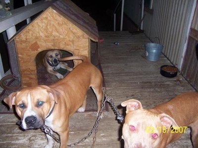 pitbulls.jpg