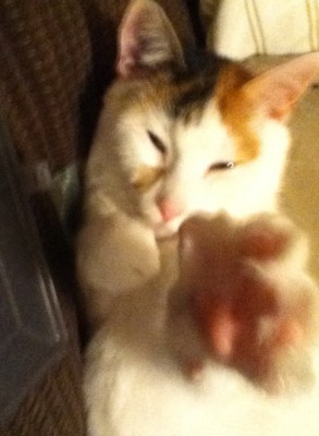 Kung-mew.jpg