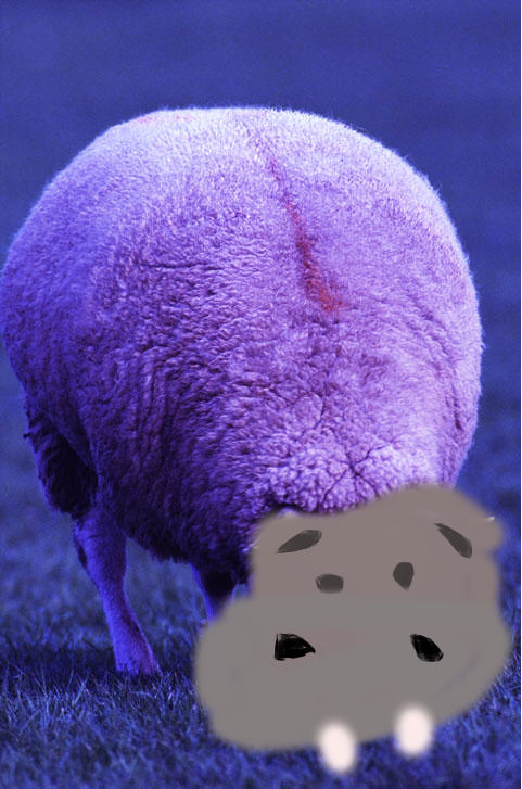 purple-sheep.jpg