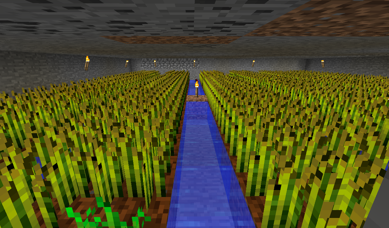 wheat farm