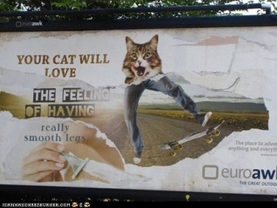 Your cat will love....jpg