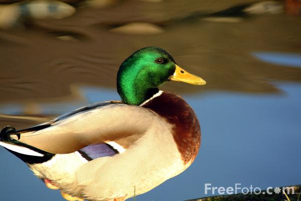01_08_18---Duck_web.jpg