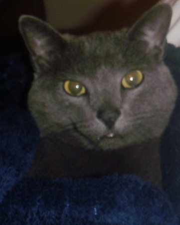 This is Jenny my Russian Blue she is 14 yrs old