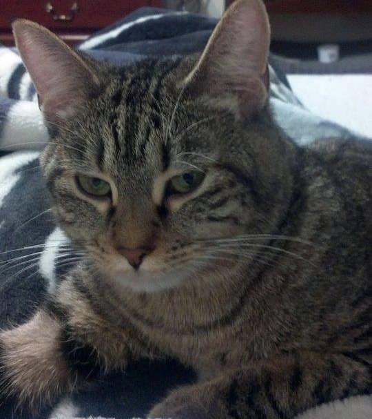 This is Buddy a tabby who is 2 years old