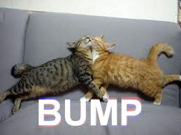 Cats. Funny stuff...