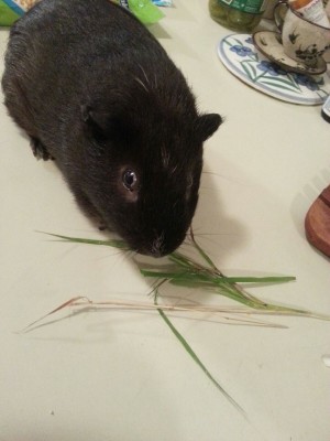 LOOK AT EETS FACE OMG SO CUTE *dies*<br />Dis is my guinea pig.