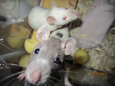 Dey so cuuute