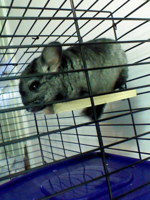 Laying on her wood block.