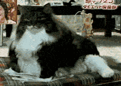 8036.gif