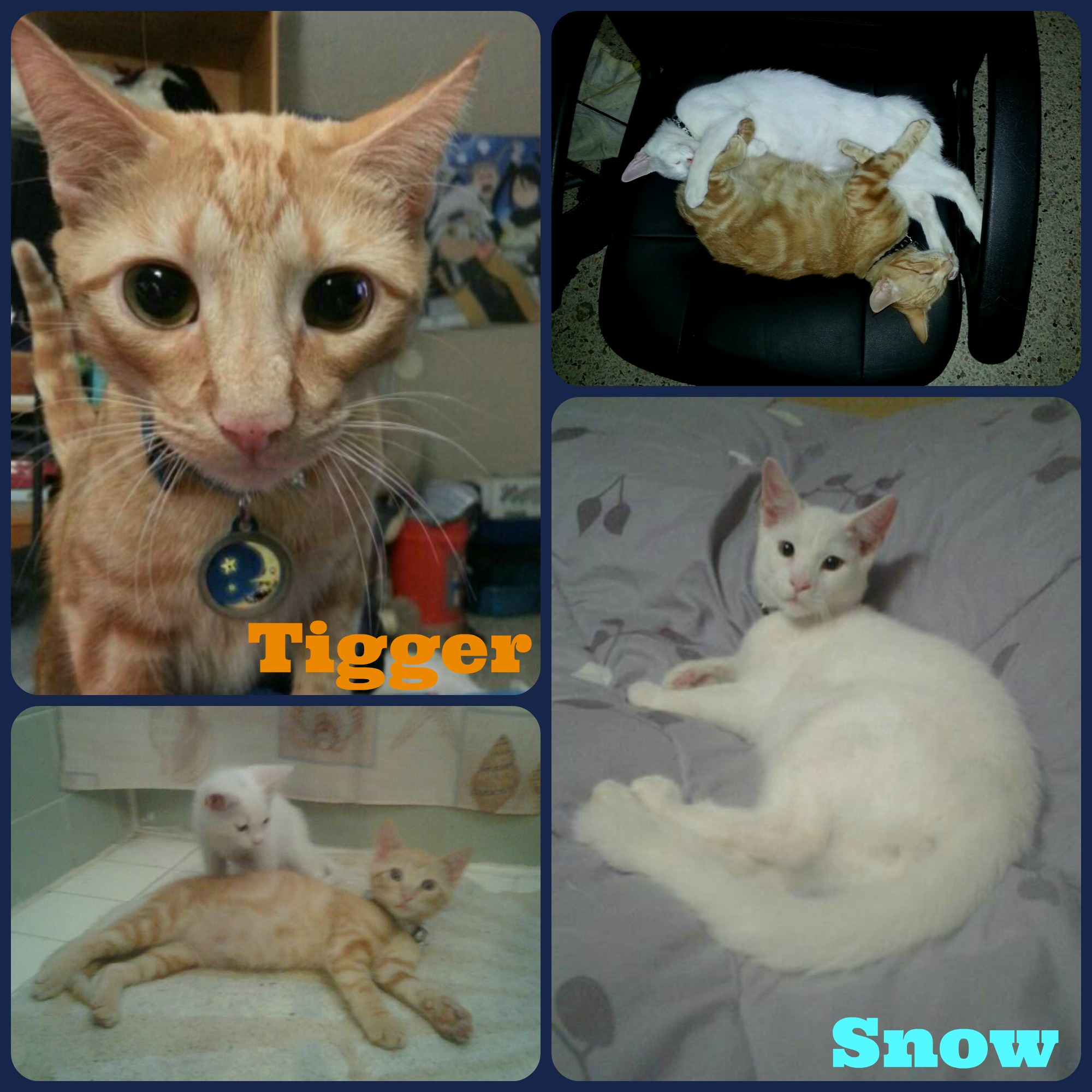 Tigger and Snow are my two kitty cats &lt;3 Adopted together sometime after I lost my cat Misha due to cancer.