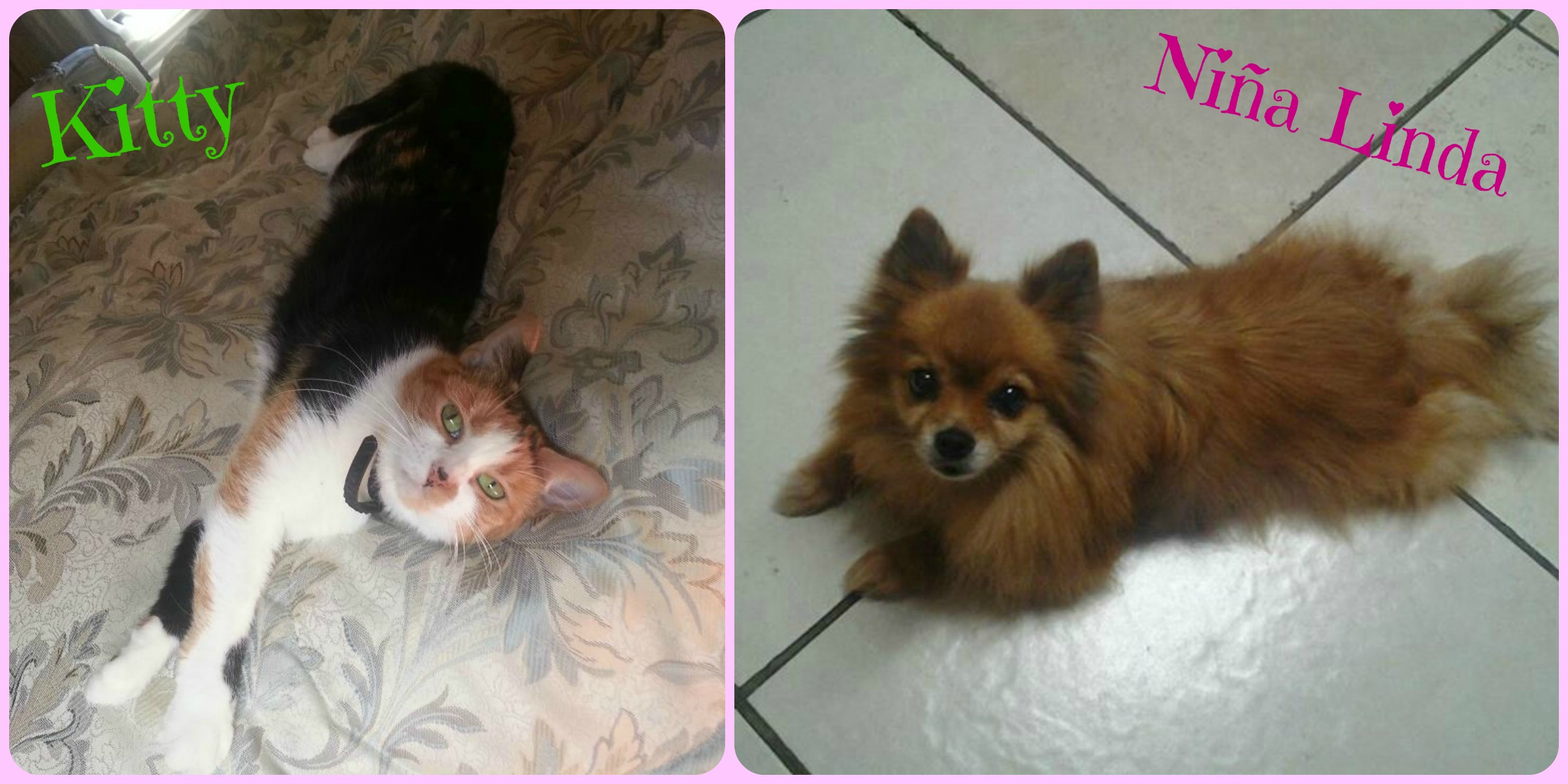 Kitty and Niña no longer live with me, they live with my mom but they are the two pets I have had for the longest. My doggie is 15 yrs old :P