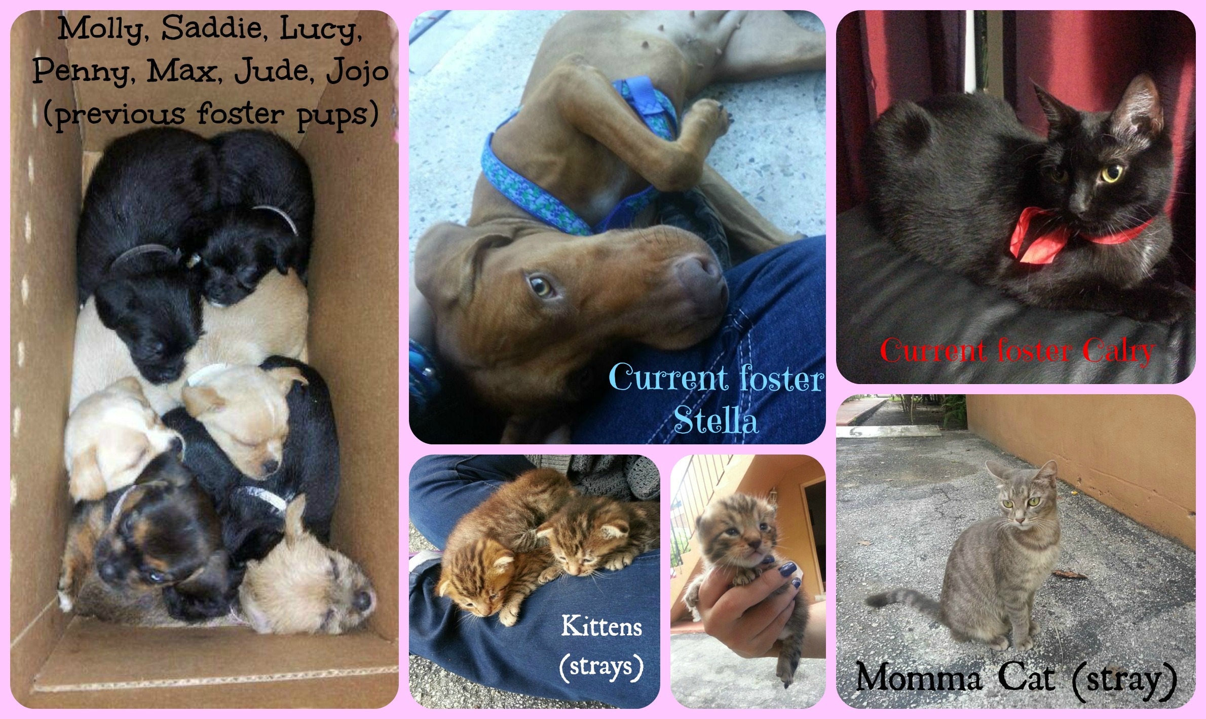 And recent fosters. Most from my local shelter and the kitty cats are strays I'm caring for. But yea, the foster cycle never ends.