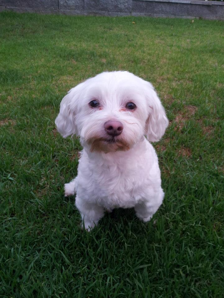 More of a rabbit than a dog.