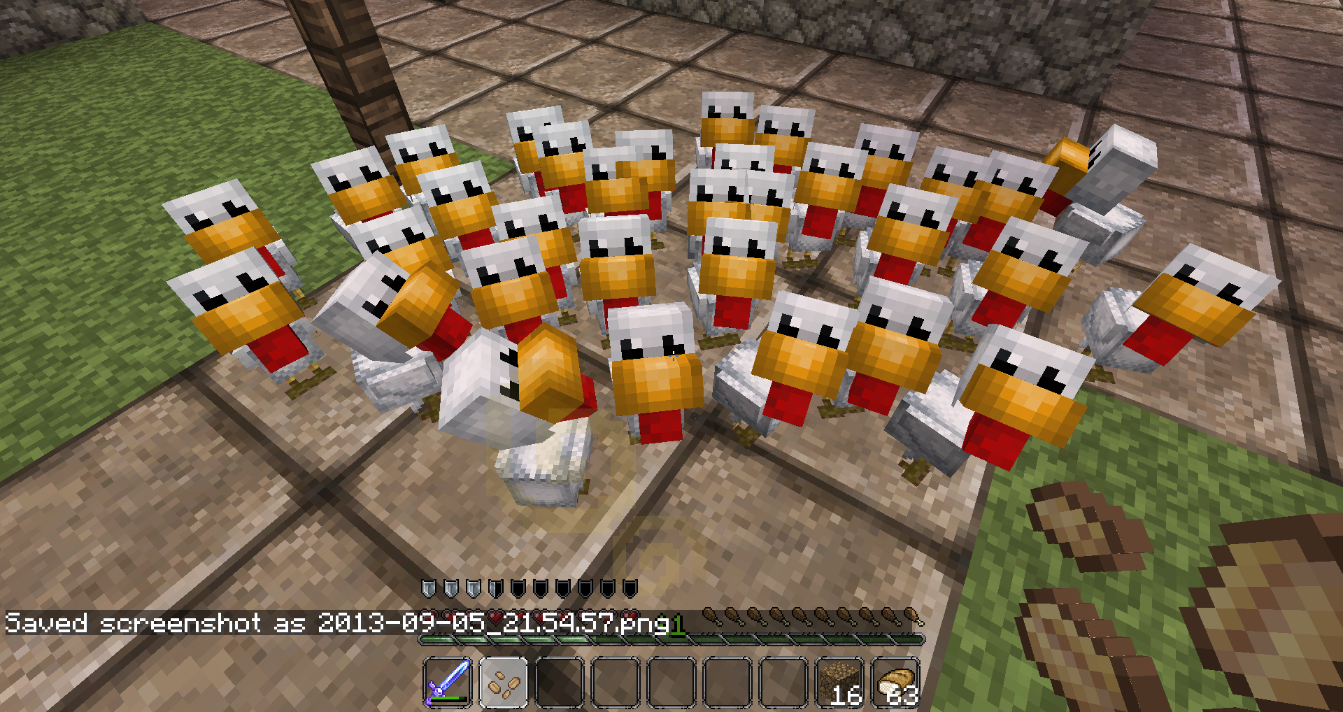 Sooo many baby chicks