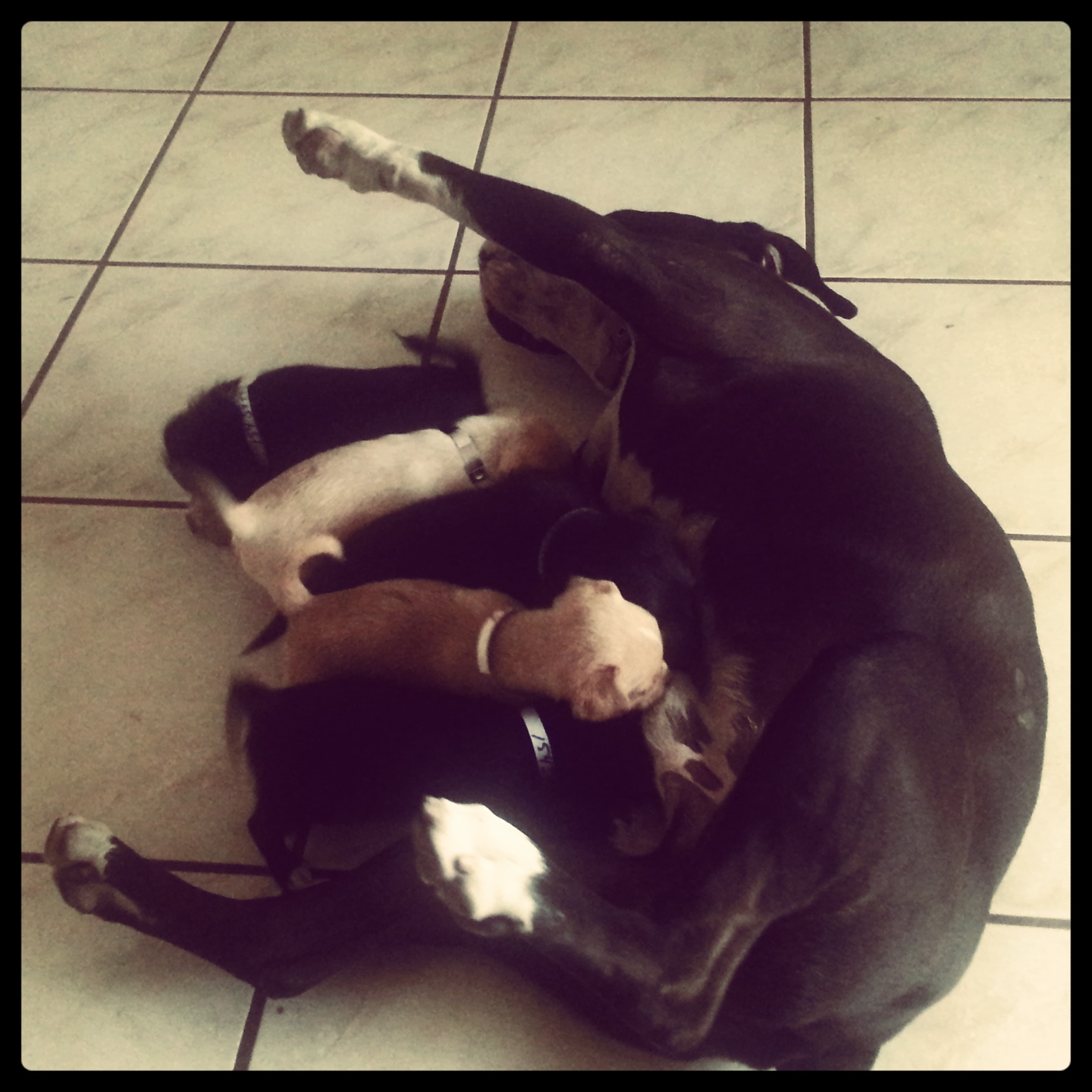 My best friends Dog is an American bulldog. This is a picture of him with 7 puppies that I had rescued from being put to sleep at my local shelter. He is such a ham xD