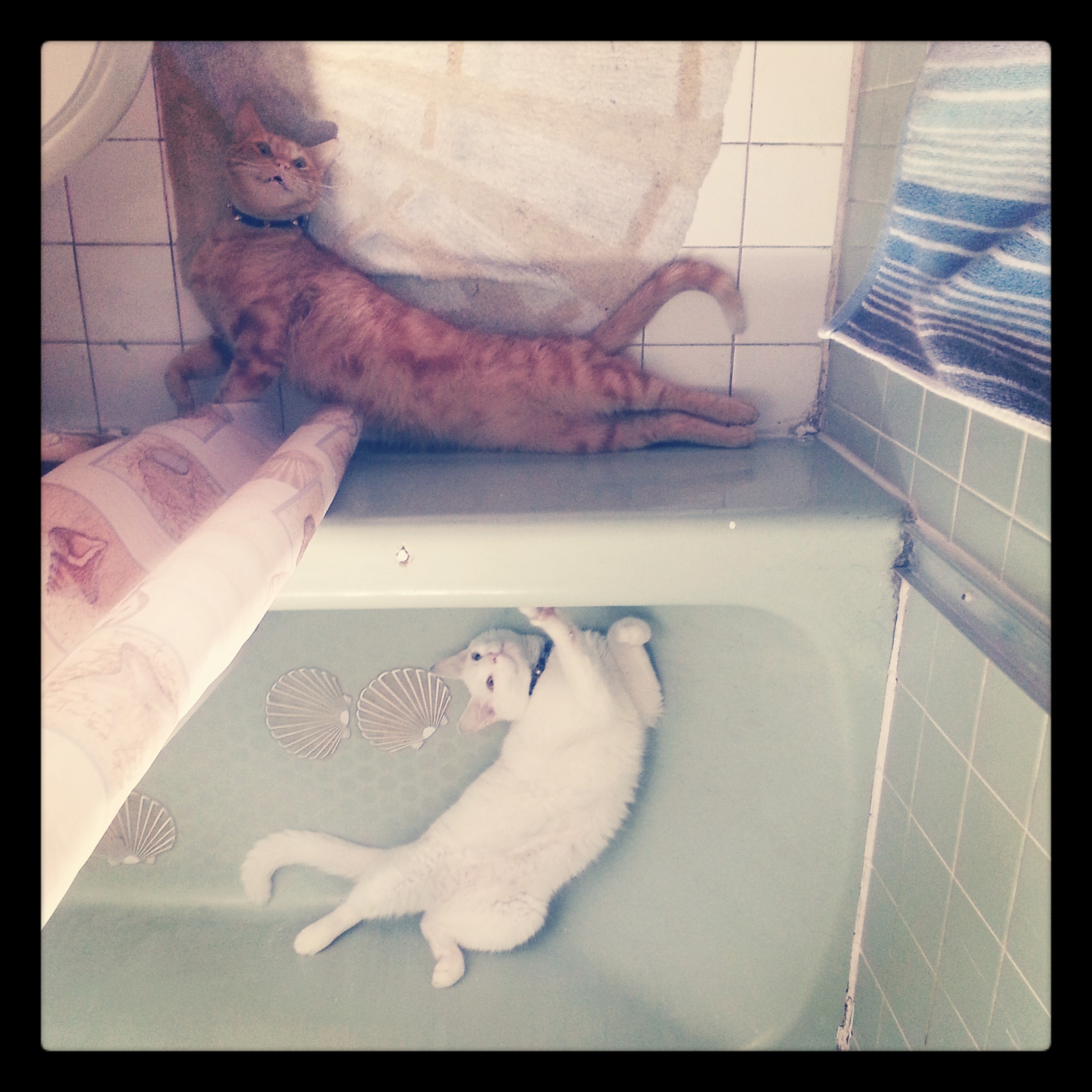 Just an interesting picture I managed to take of my two kitty cats :3