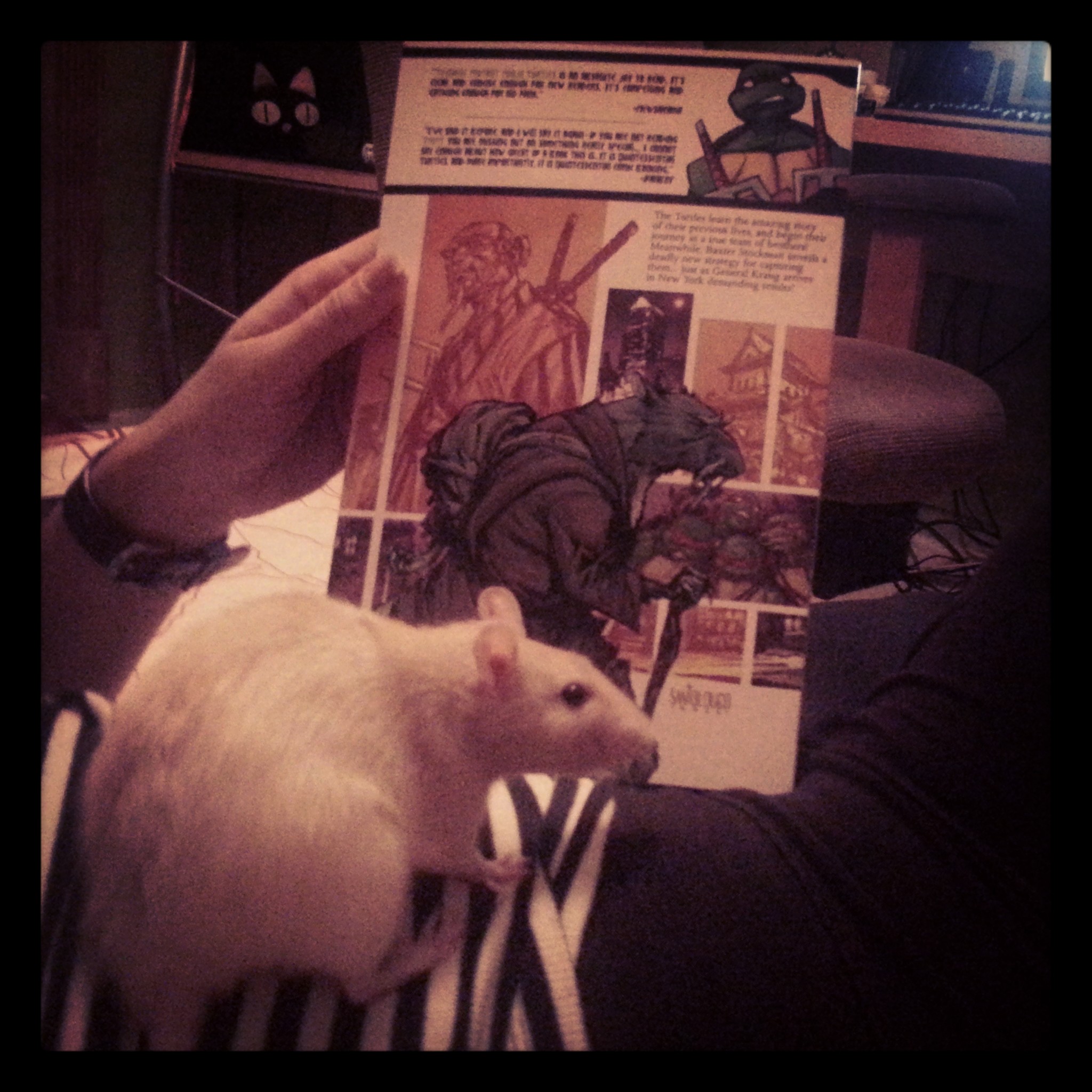 My best friend's pet rat (Sweetiebell) and a ninja turtle's comic book with Master Splinter &lt;3