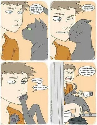 To any cat owner out there, THIS.