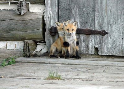 amazing-fox-photos-17.jpg