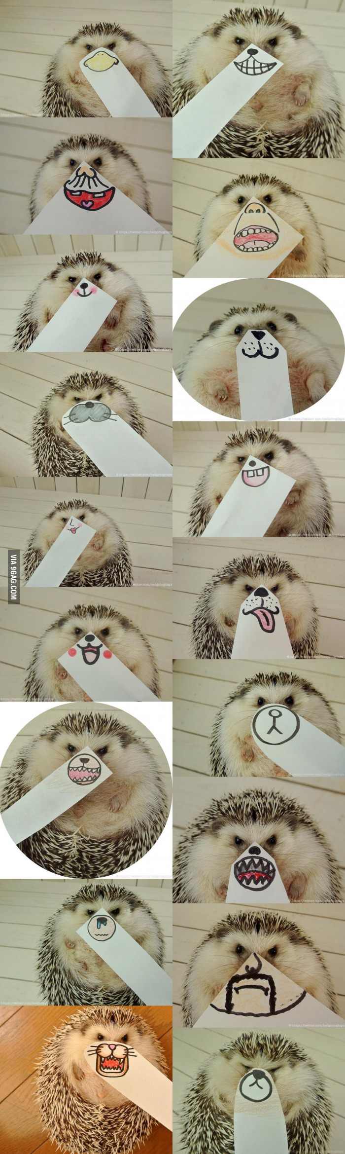 The-Faces-Of-This-Hedgehog-Are-The-Best-Things.jpg